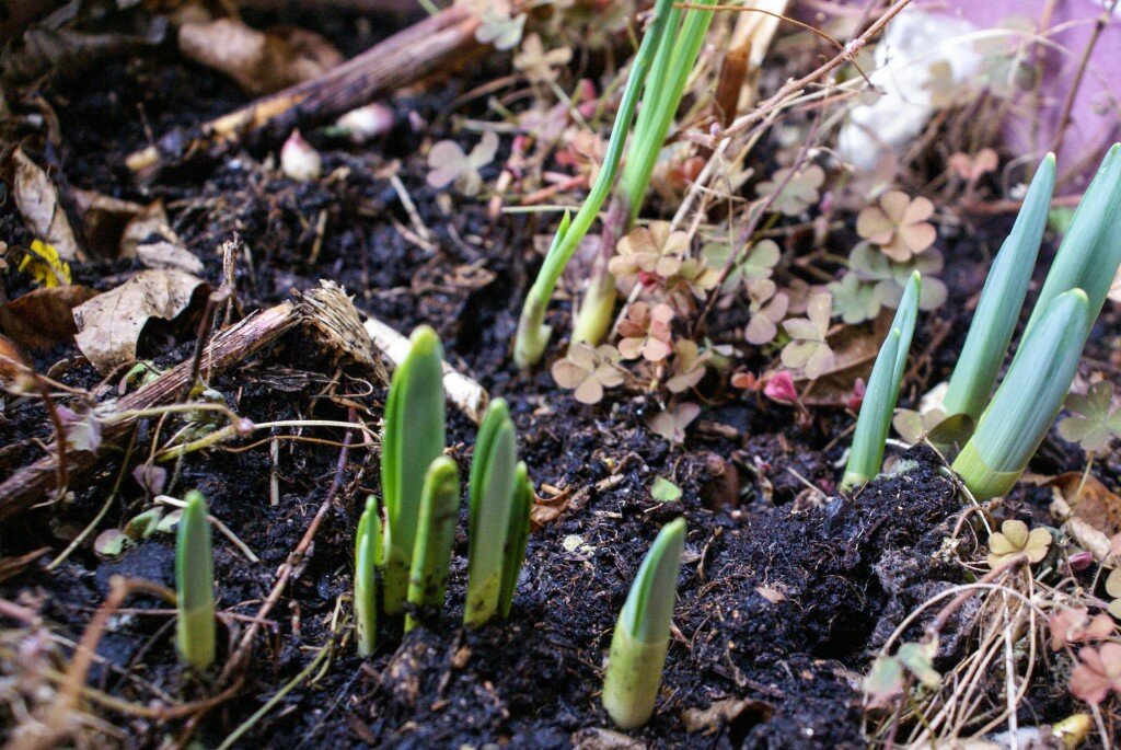 Planting Bulbs for Spring