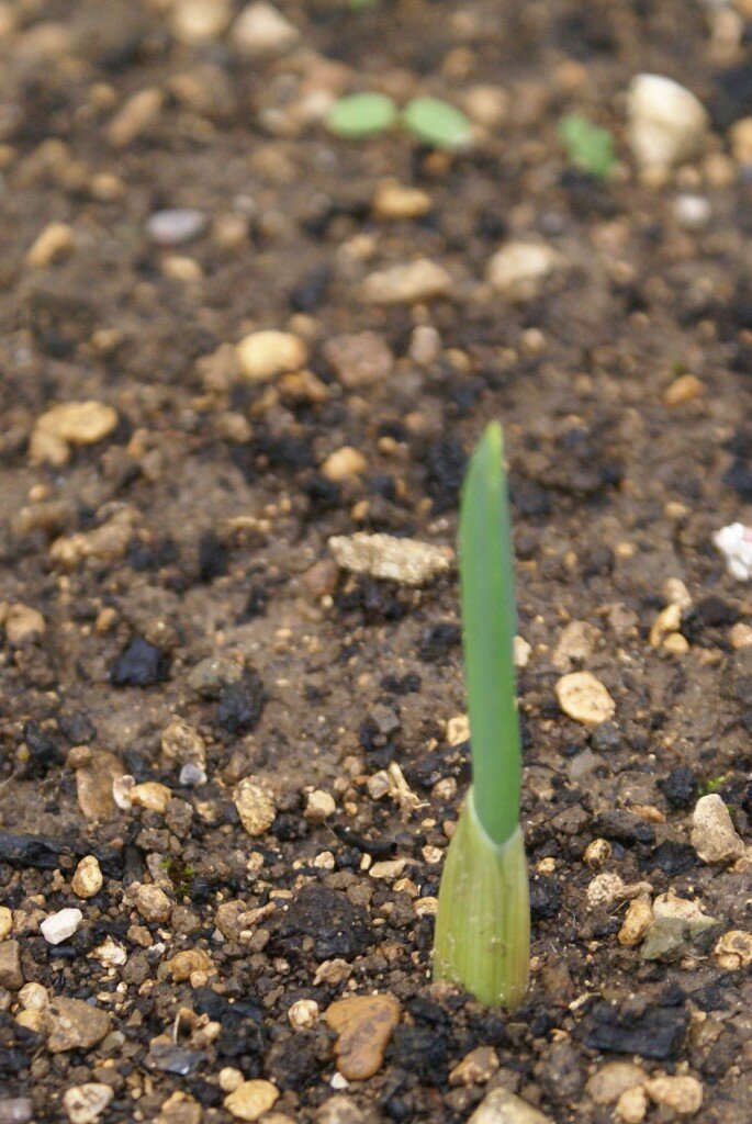 planting bulbs for spring