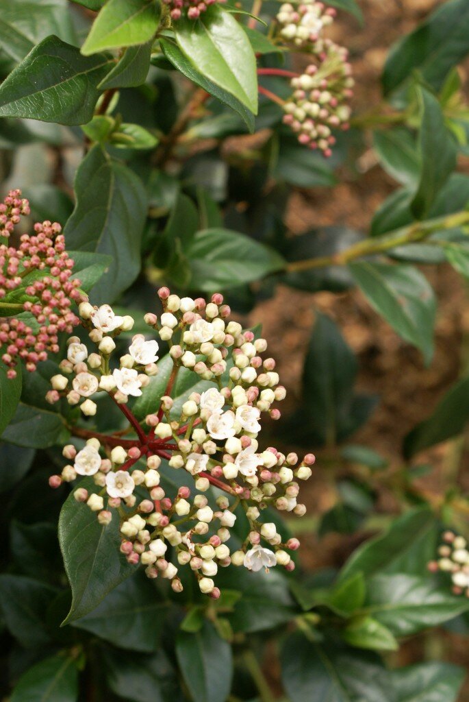 Viburnum Tinus January 2014