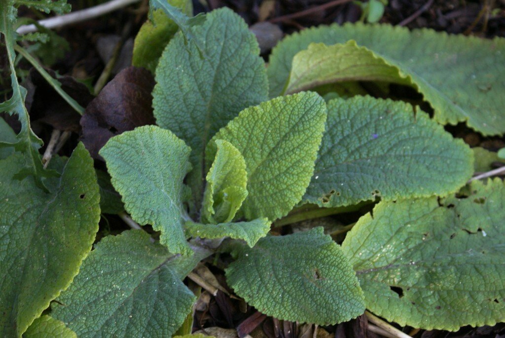 February Garden