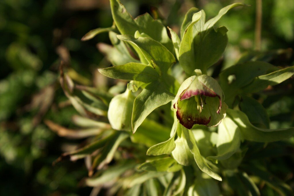 Stinking Hellebore