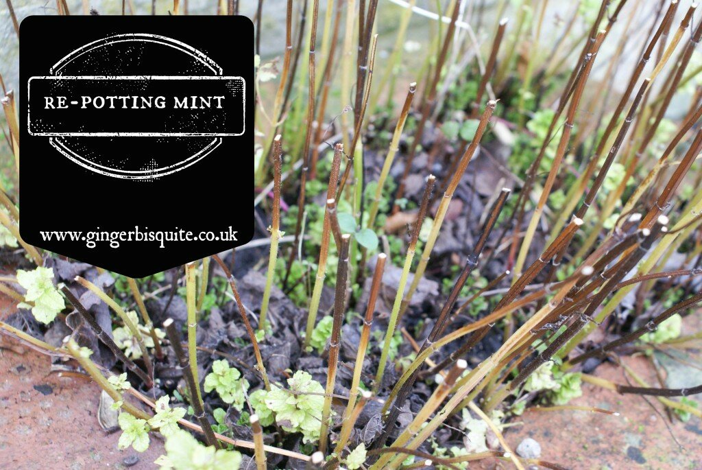 re-potting mint