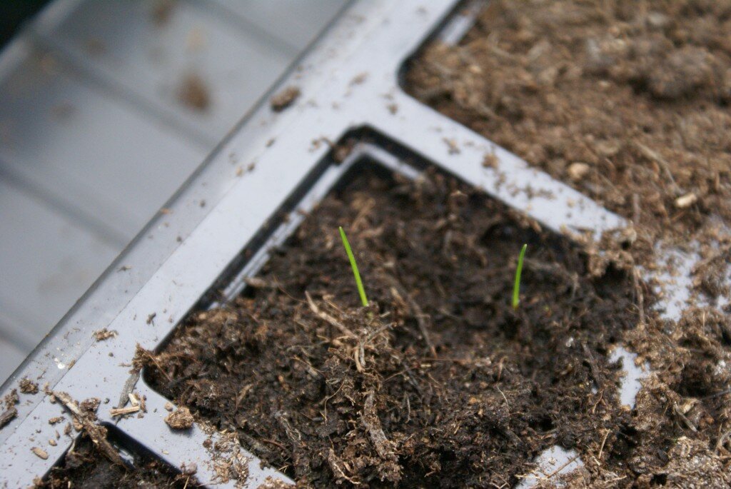 sprouting lavender