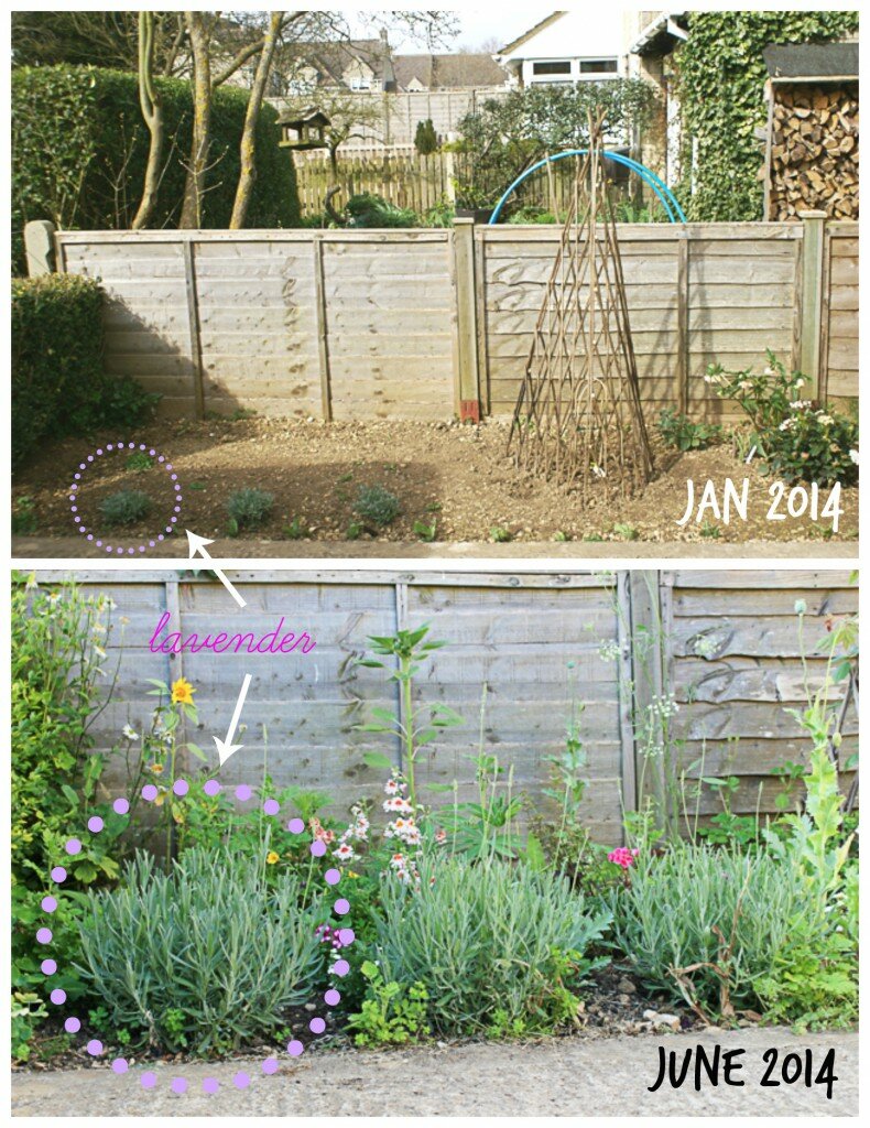 overall front garden bed.collage.text2